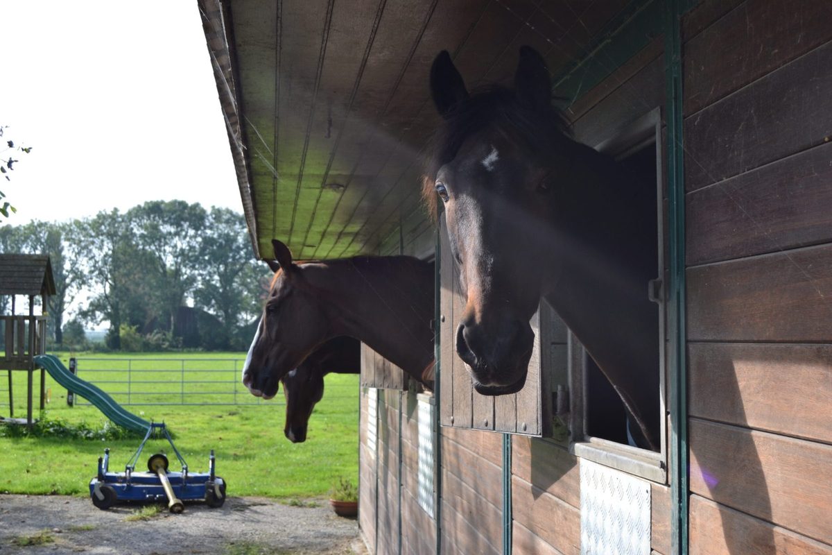 Paard kijkt uit over de onderdeur